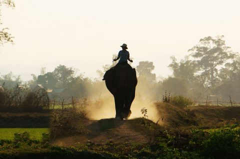 elephant-sanctuary-2