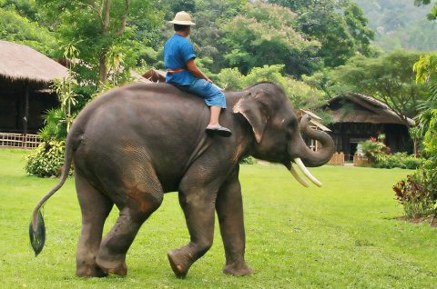elephant-sanctuary-3